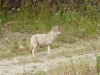 3-leg cayote