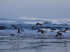 Pelicans on the prowl