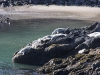 Fur Seals Sunbathing