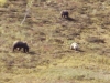 Bear w/ 2 cubs