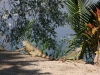 Big iguanas in the park