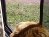 Hobie spots a prarie dog