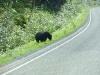 Black bear eating berries along the road