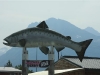 Salmon in Valdez are big!!!