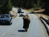 Yellowstone Traffic Hour